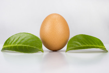 Frisches BioEi