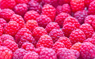 Raspberry background
