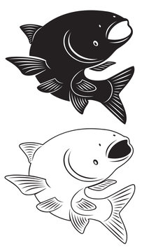 Asian Carp