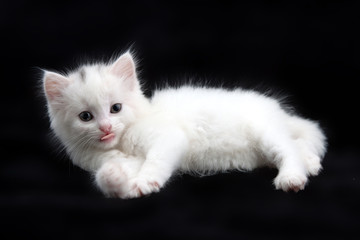 beautiful little white kitten on a black background