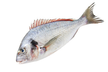 Fresh Dorado Fish isolated on white background