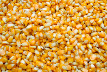 corn