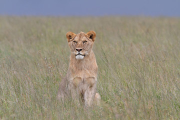 Lion sitting on grass