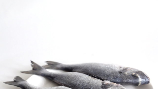 sea bream