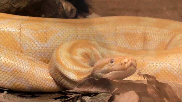 Close up of golden thai python,