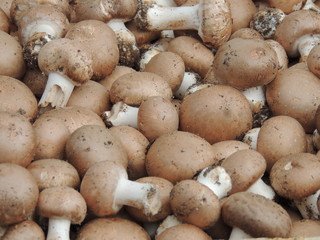 Champignons de paris