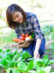 Beautiful asian women harvesting organic vegetables