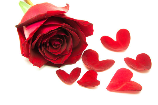 gift roses on valentine day, with heart leaves