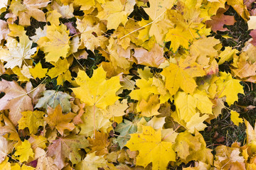 yellow leaf