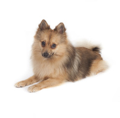 Mini kees isolated on white background