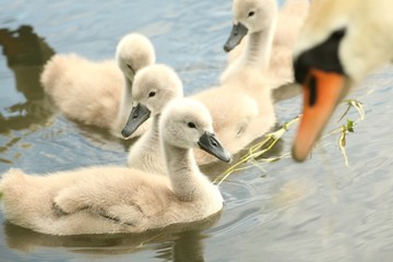Family of young swans in the care of his mother