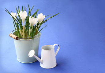 White crocuses and watering-can on a dark blue  background