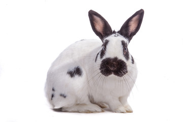 SW Kaninchen freigestellt