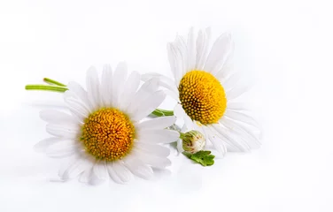 Zelfklevend Fotobehang kunst madeliefjes lente witte bloem geïsoleerd op een witte achtergrond © Konstiantyn