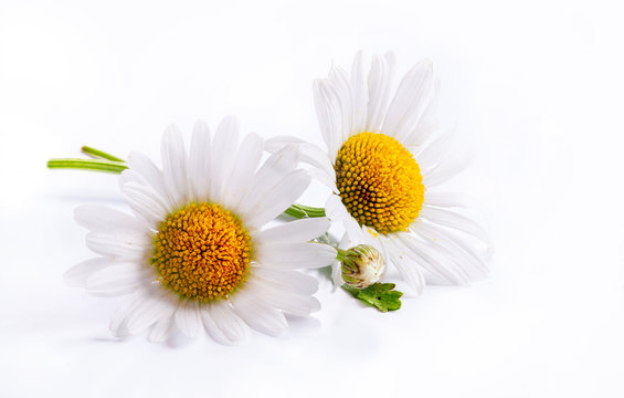 art daisies spring white flower isolated on white background