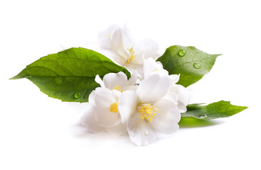 jasmine white flower isolated on white background - obrazy, fototapety, plakaty