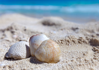 Fototapeta na wymiar exotic sea shell
