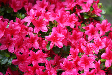 Azalea bush