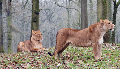 Lionesses