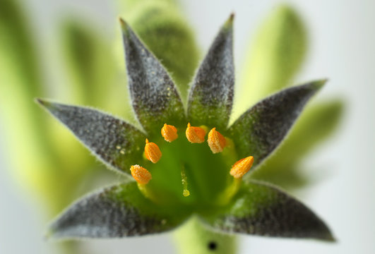 Closeup of a kangaroo paw flower