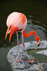 American Red Flamingo on the lake