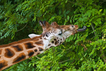fressende Giraffe