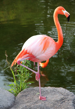 Fototapeta American Red Flamingo.  Graceful bird.