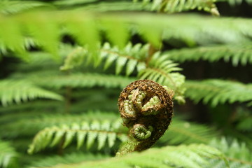 detail of unfolding fern frond
