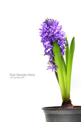 Violet hyacinth isolate on white background