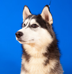 Obraz premium dog husky