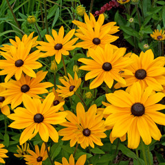Sonnenhut - Rudbeckia