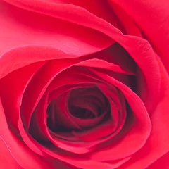 Foto auf Leinwand Makrohintergrund von roten Rosen © Evgeniya Uvarova