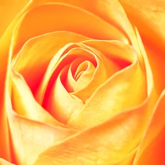 Foto op Canvas macro achtergrond van oranje roos © Evgeniya Uvarova