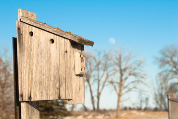 Bird House Moon