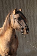Paso Fino
