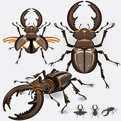 Large Dark Stag Beetle Insect Bug