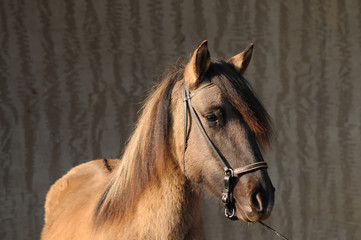 Paso Fino