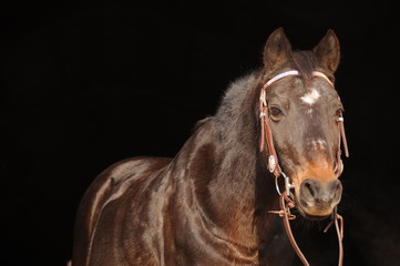 Fototapeta premium Deutsches Reitpony