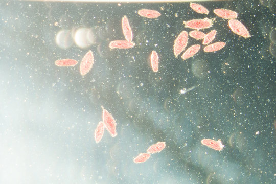animal  conjugation of Paramecium caudatum