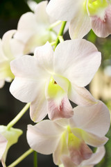Naklejka na ściany i meble Piękny kwiat orchidei