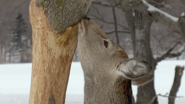 木の皮を食べるエゾシカ