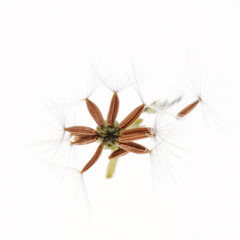 dandelion seed isolated