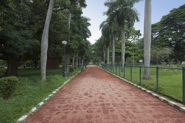 Fototapeta na wymiar Palm trees along the footpath, Lal Bagh Botanical Garden, Bangal