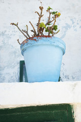 Low angle view of a potted plant, Ponza, Province Of Latina, Lazio, Italy