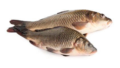 Fresh fish on white background