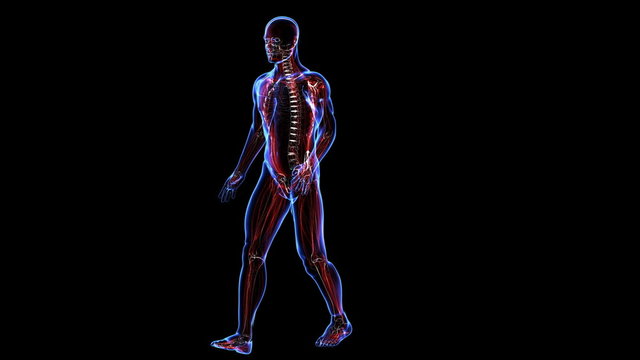Human skin, skeleton and muscules. Panorama view of figure (loop