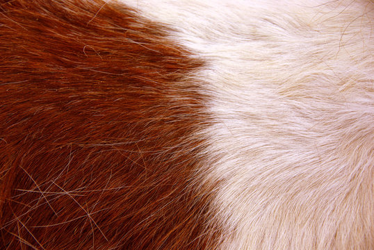 Pelage roux et blanc