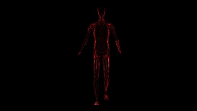 Human muscules only. Front view of figure (in a loop)