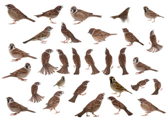 Obraz premium sparrow