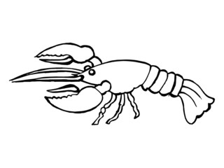 hand drawn, vector illustration of a lobster